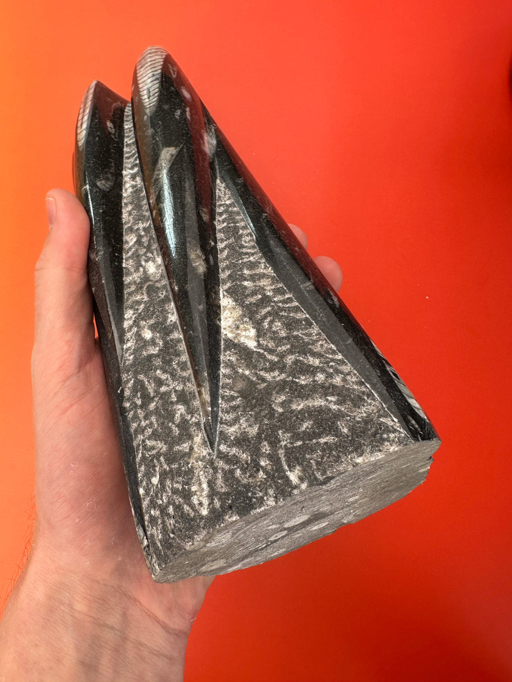 Orthoceras - XL Tower free form