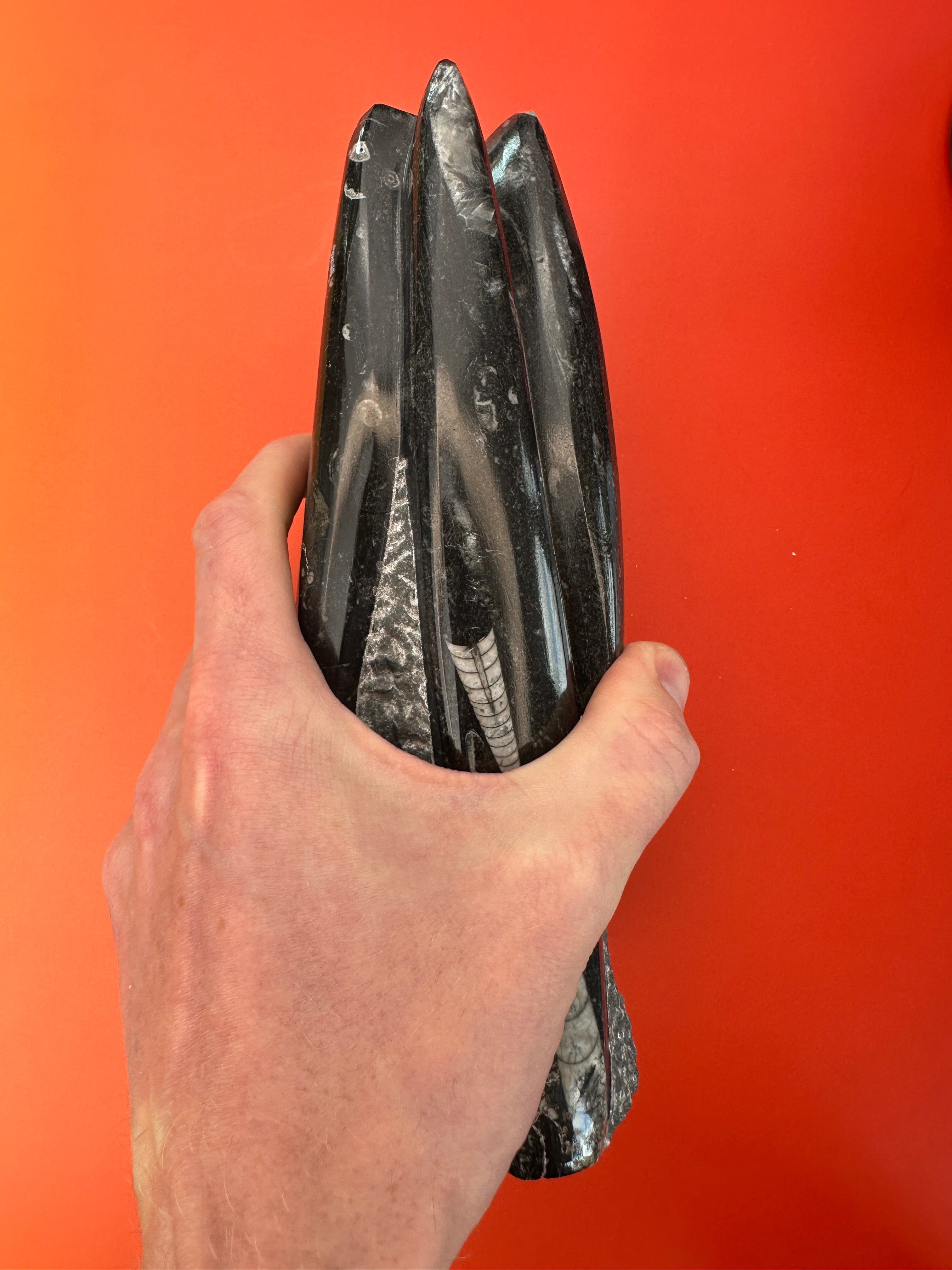Orthoceras - XL Tower free form