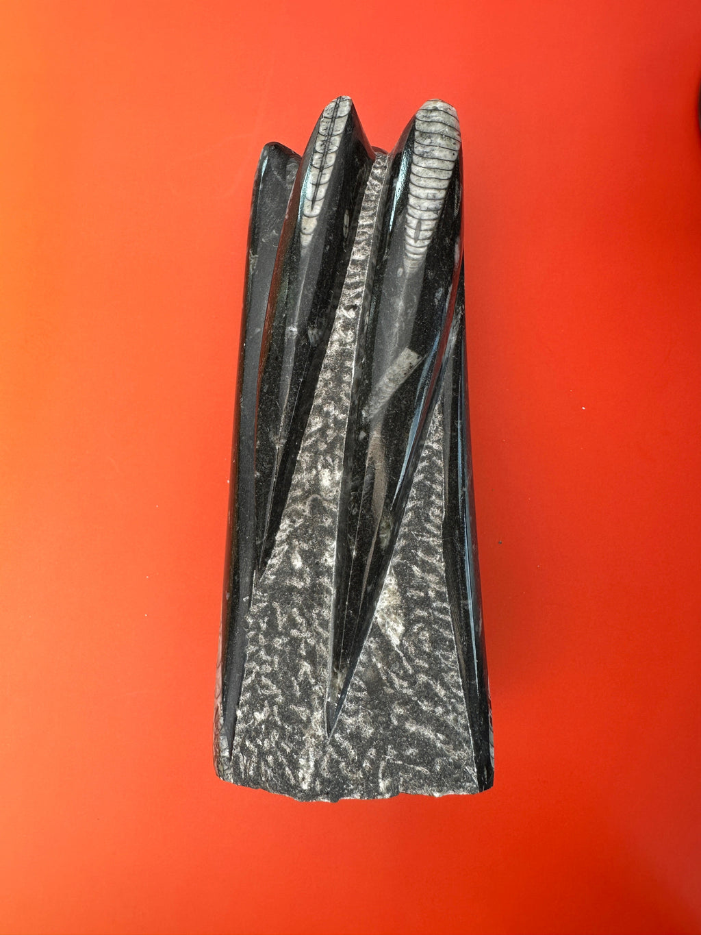 Orthoceras - XL Tower free form