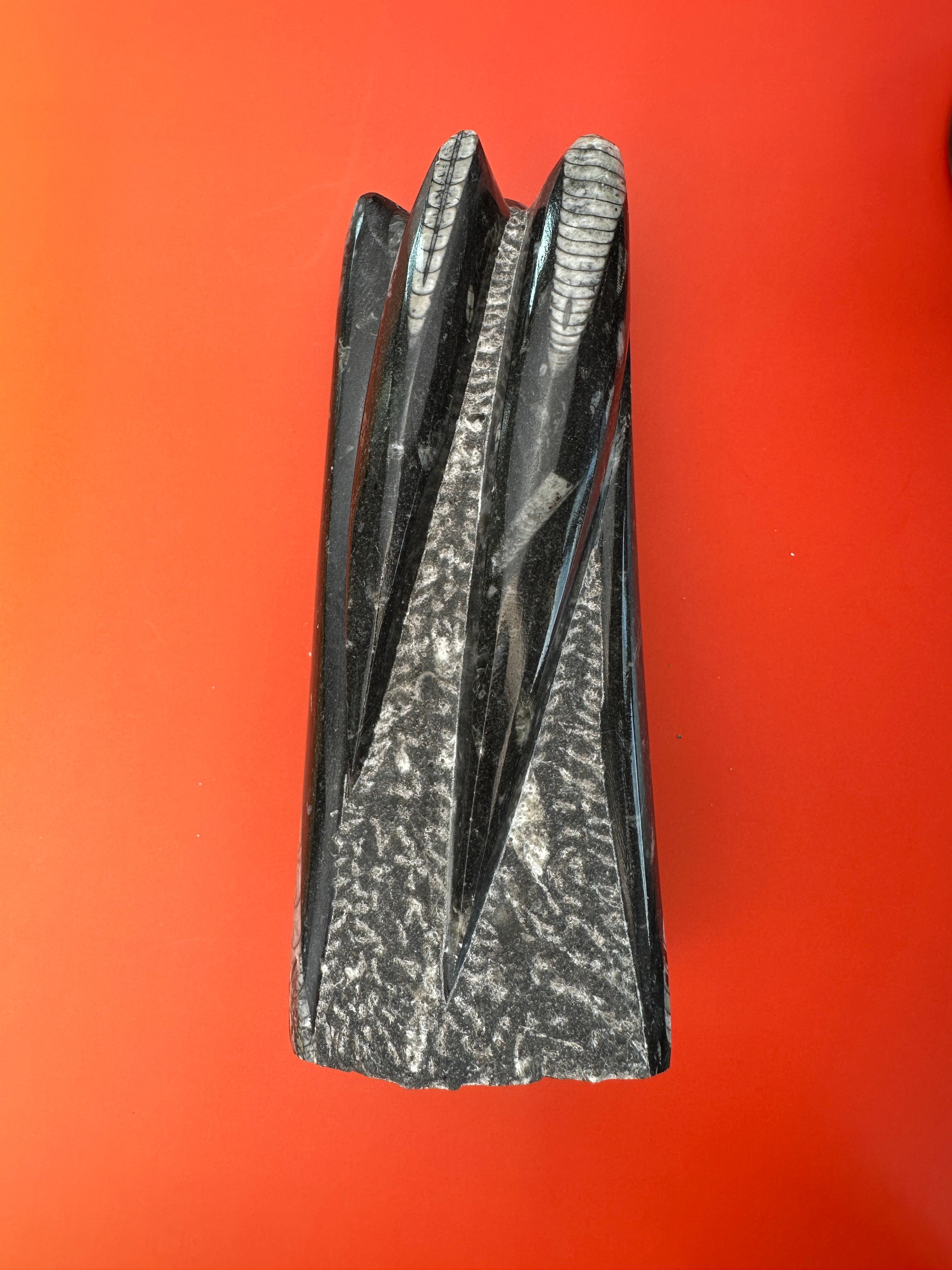 Orthoceras - XL Tower free form