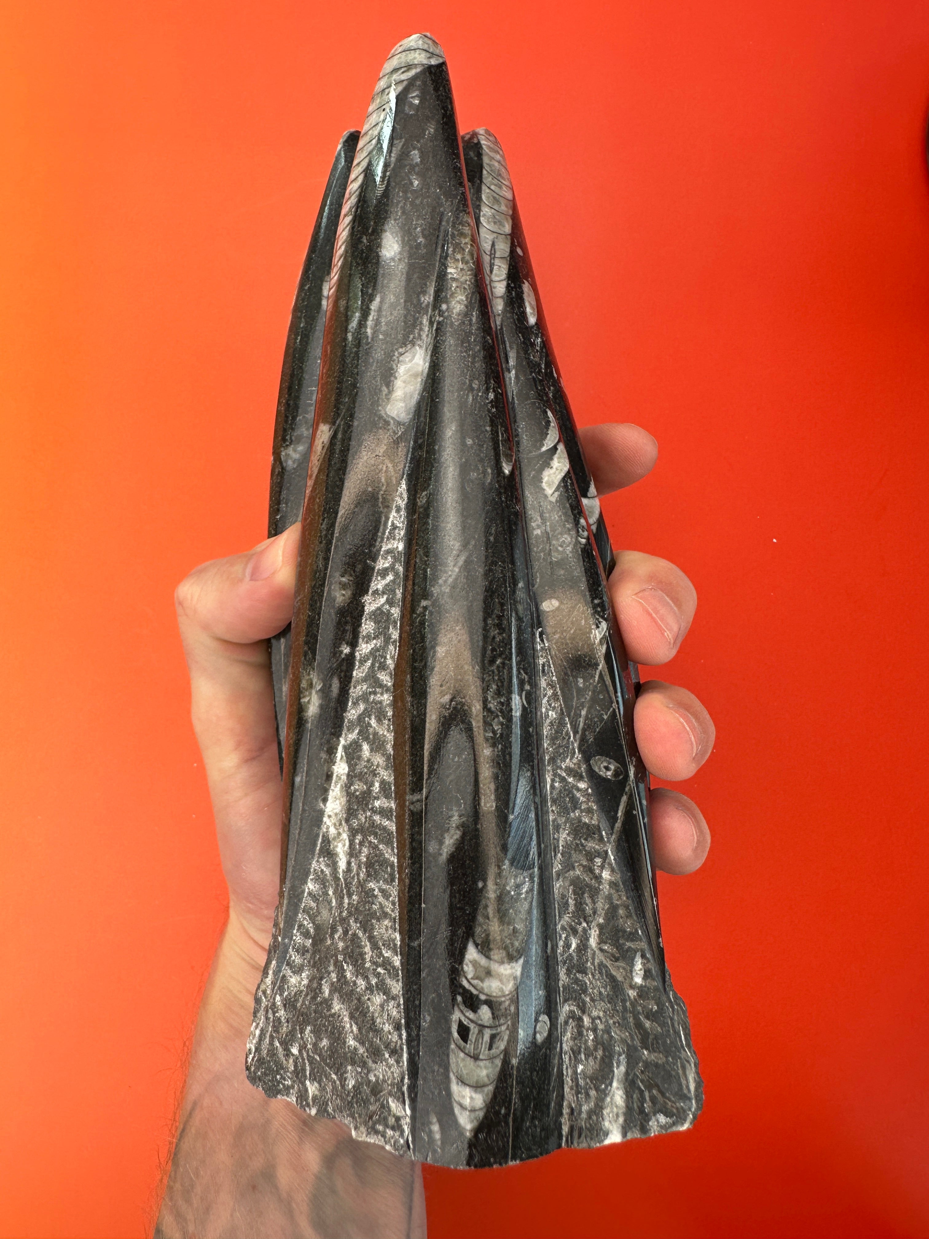 Orthoceras - XL Tower free form