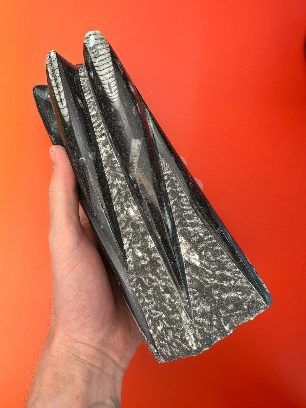 Orthoceras - XL Tower free form