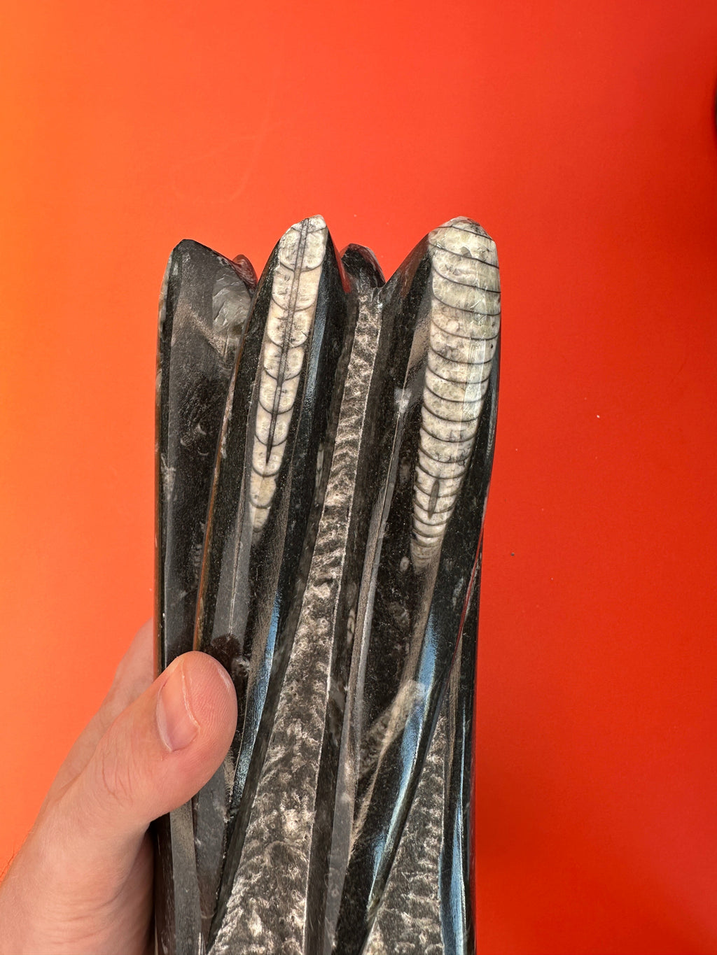 Orthoceras - XL Tower free form